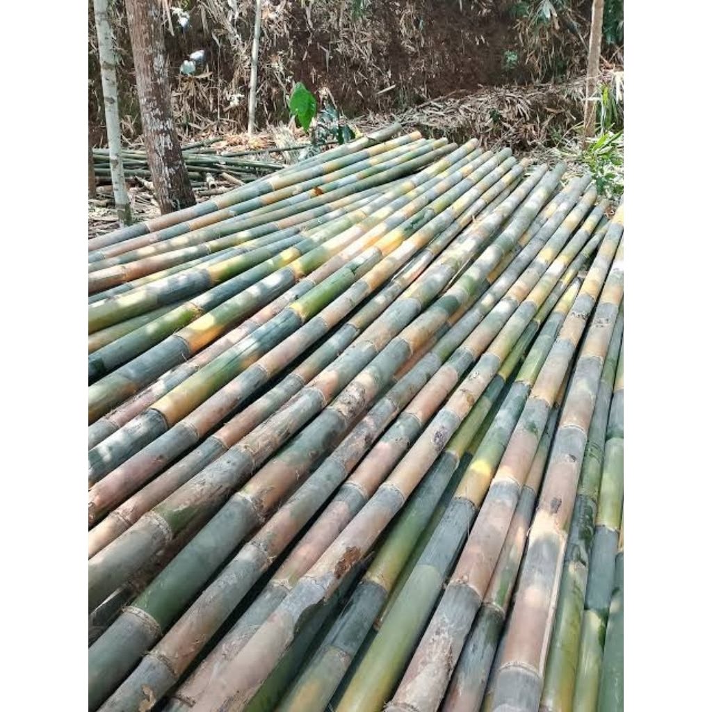 bambu jatiluhur